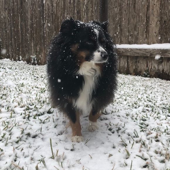 Meet your Posher, Sofia - Picture 2 of 3